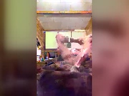 Most Recent Photo of chzljqzbysno