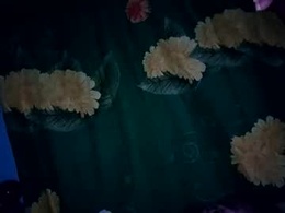 Most Recent Photo of toni0929